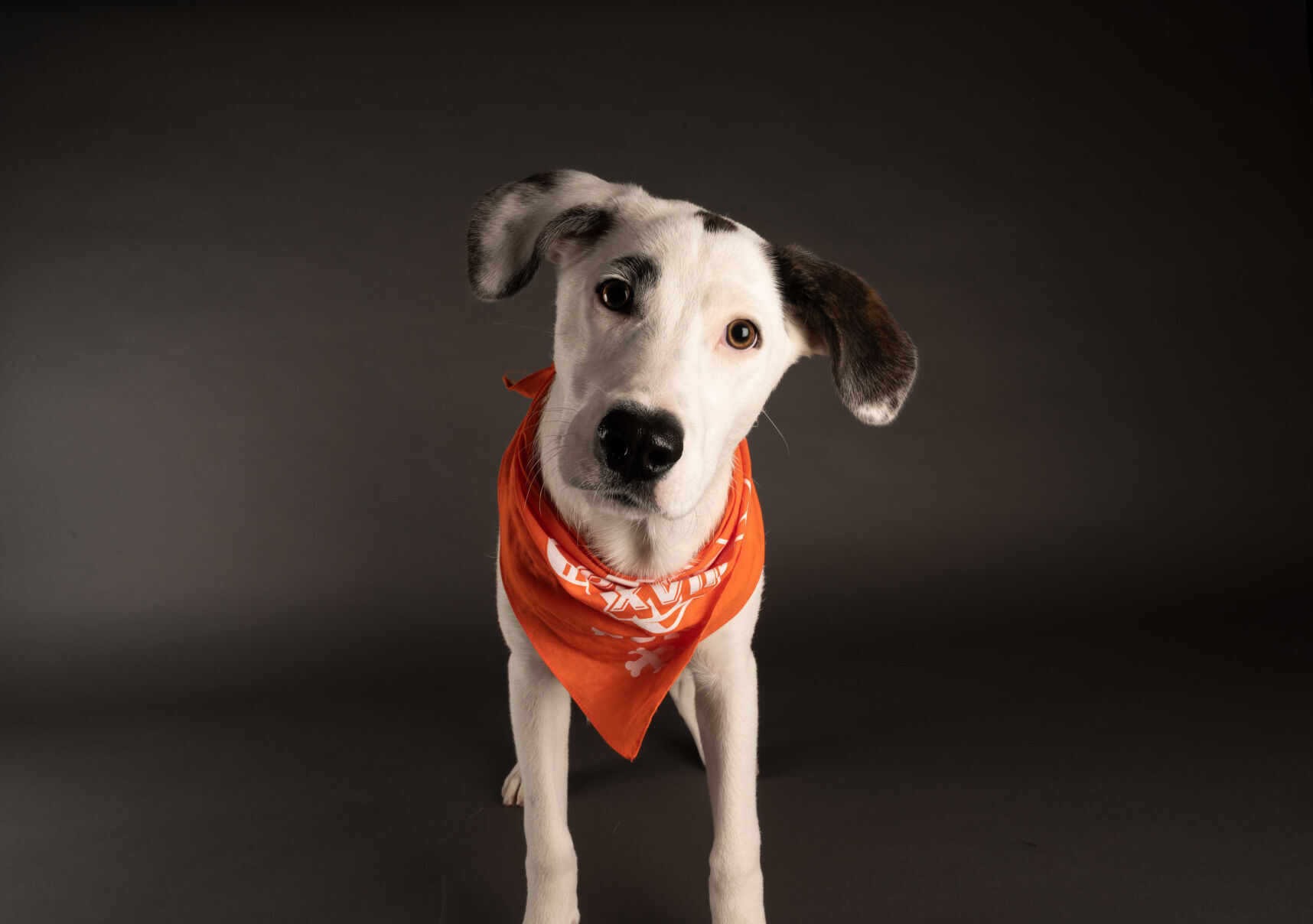 PUPPY BOWL XVII